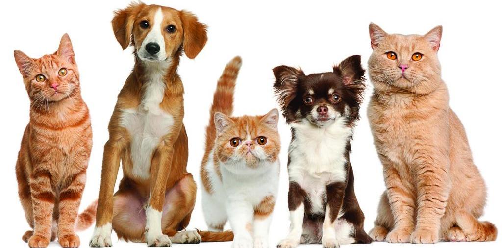 Доска объявлений о животных | ЗооТом - продажа, вязка и услуги для животных в Алейске