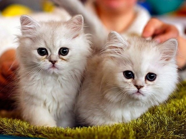 Породы кошек в Алейске | ЗооТом портал о животных