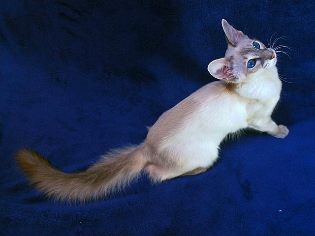 Выведенные породы кошек в Алейске | ЗооТом портал о животных