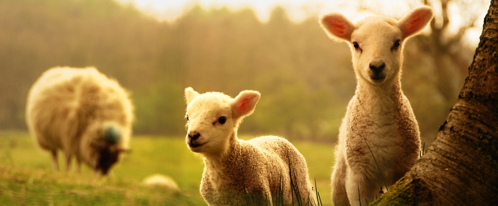Объявления о сельскохозяйственных животных | ЗооТом - продажа, вязка и услуги для животных в Алейске