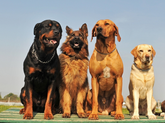 Крупные породы собак в Алейске | ЗооТом портал о животных